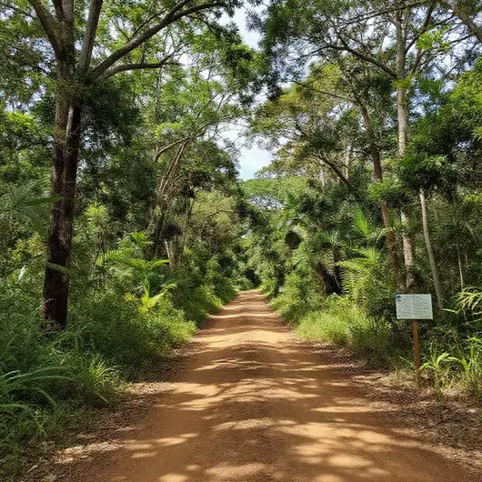 Descubra as Trilhas Ecológicas para Visitação