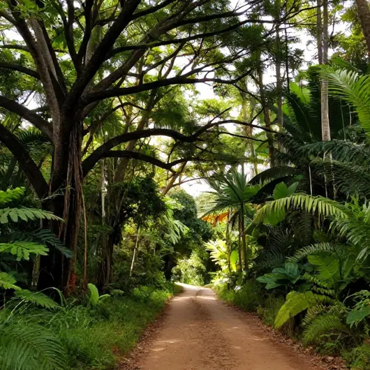 Descubra o Bosque dos Buritis